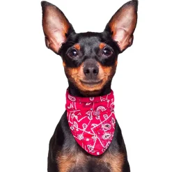 Aqua Coolkeeper Cooling Pet Bandana Kühlendes Bandana Red Western