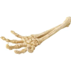 Aqua D'ella Skelett Hand