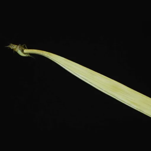 Exo Terra Futterpinzette Tweezers 29cm