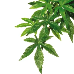 Exo Terra Jungle Plant Abutilon S