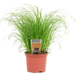 Javame Kitty Katzengras frisch im Topf