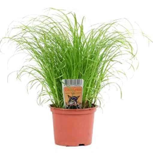 Javame Kitty Katzengras frisch im Topf