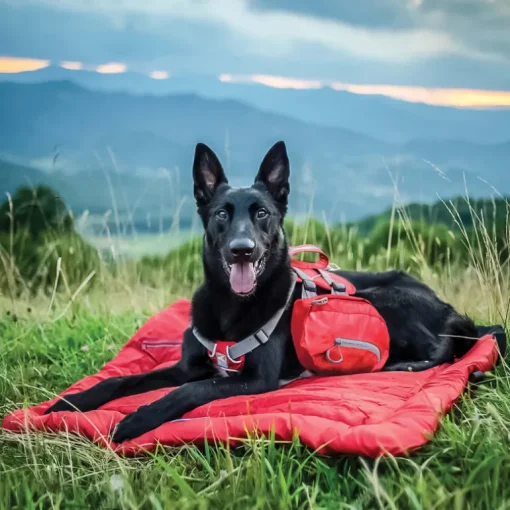 Kurgo Hunderucksack Baxter rot