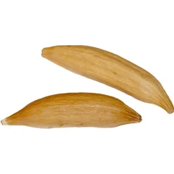 schweizer Natürliche Wollbaumfrucht 2Stk.