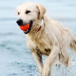 Tractive GPS Tracker DOG 4 für Hunde