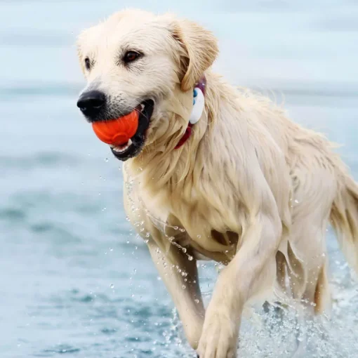 Tractive GPS Tracker DOG 4 für Hunde