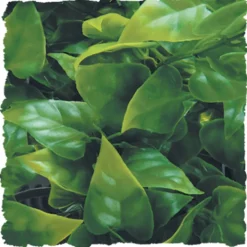 ZooMed Bush Plants Mexican Phyllo L